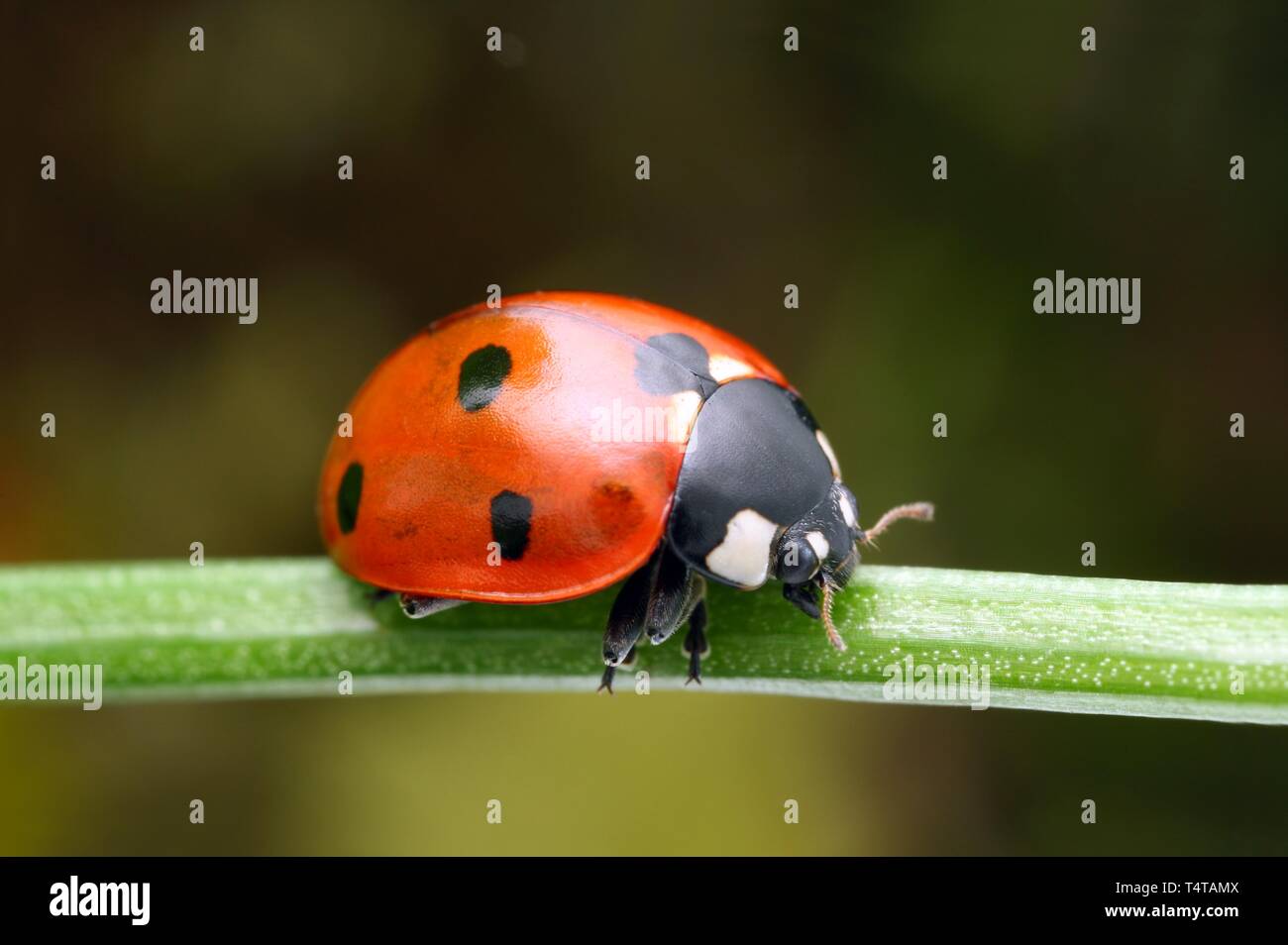 Beetle Banque D'Images