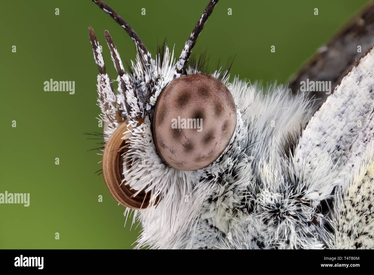Chef d'un Butterfly (papillon) chou blanc Banque D'Images