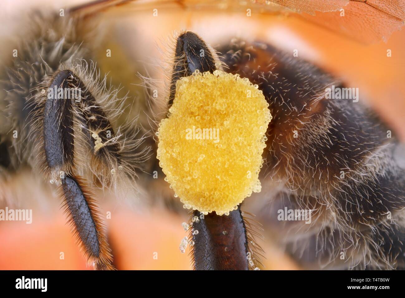 Le pollen, la jambe d'une abeille (Apis mellifera) Banque D'Images