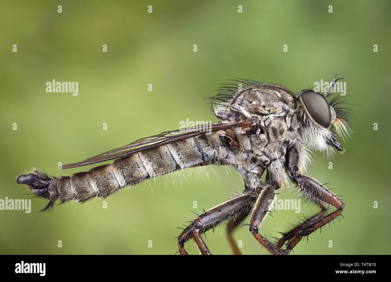 Asilidae (Tolmerus atricapillus) Banque D'Images