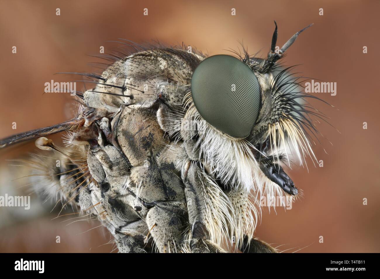 Close-up (Asilidae Tolmerus atricapillus) Banque D'Images