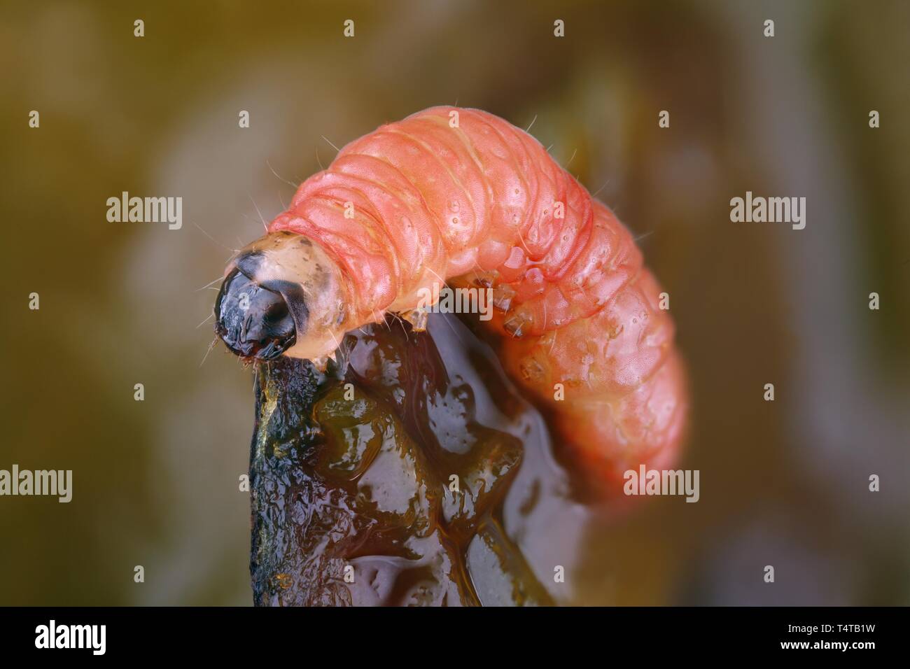 Caterpillar, prune du pêcher (Grapholita funebrana) Banque D'Images