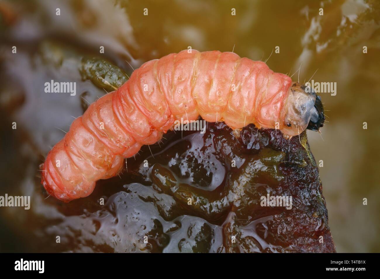 Caterpillar, prune du pêcher (Grapholita funebrana) Banque D'Images