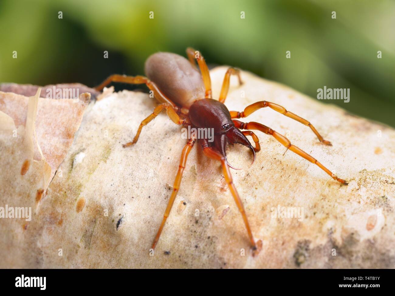 Dysdera crocata (araignée) Banque D'Images
