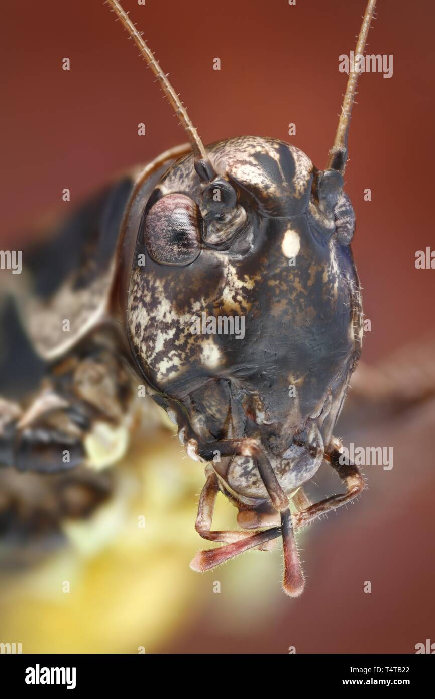 Chef d'une sauterelle (Pholidoptera griseoaptera) Banque D'Images