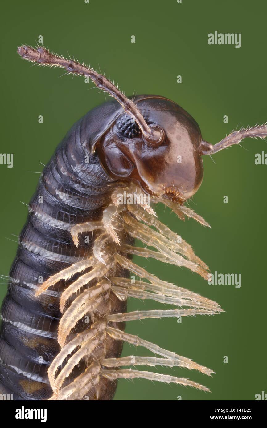 Close-up of a (Tachypodoiulus niger Myriopodes) Banque D'Images