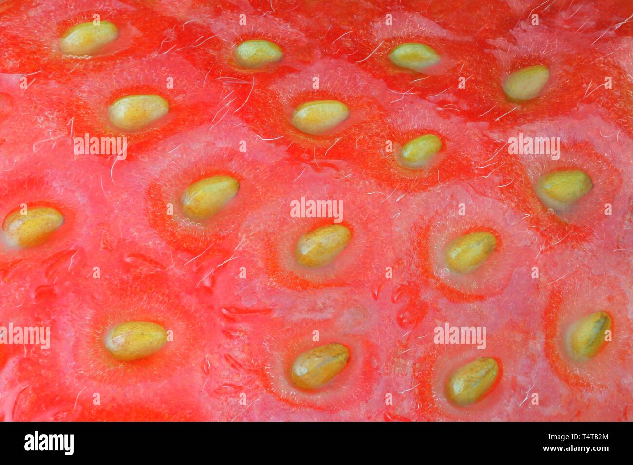 Close-up de fraise mûre Banque D'Images