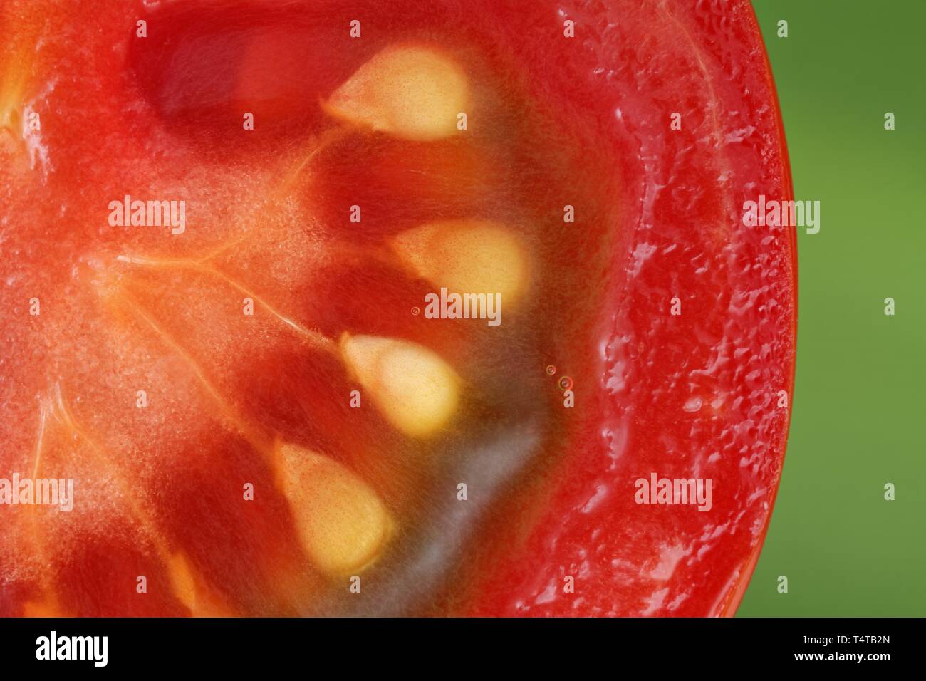 Libre de meubles &# 8203 ;&# 8203;tomate (Solanum lycopersicum) Banque D'Images