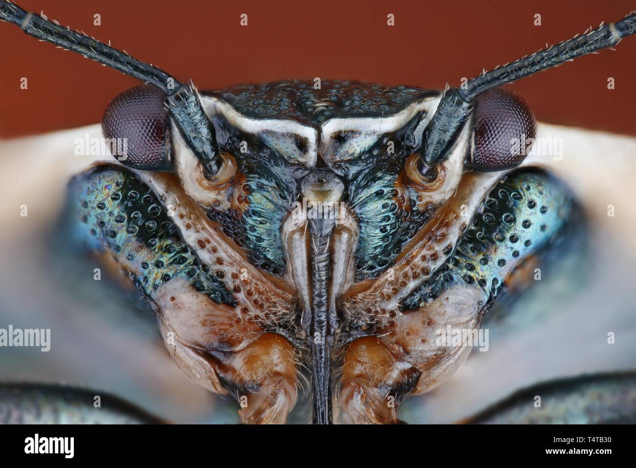 Eurydema oleracea avec brillant métallique recouvert chitineuses Banque D'Images