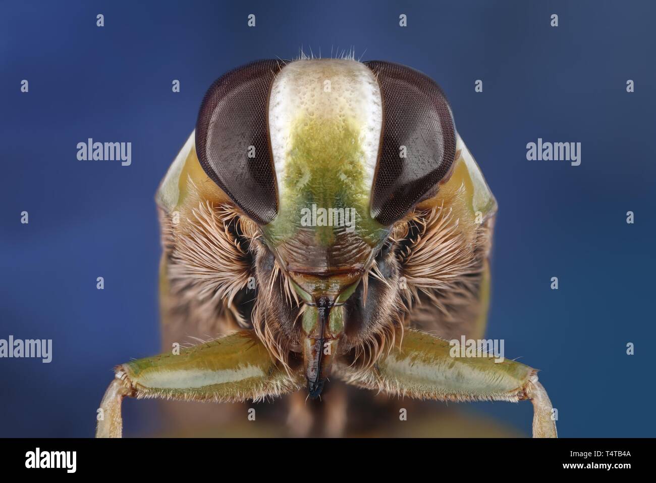 Chef d'un backswimmer (Notonecta) Banque D'Images