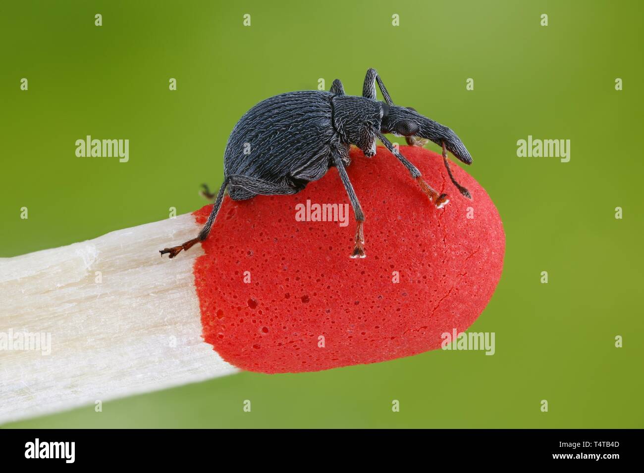 Peu de charançons (Curculionidae) sur le bout d'un match Banque D'Images