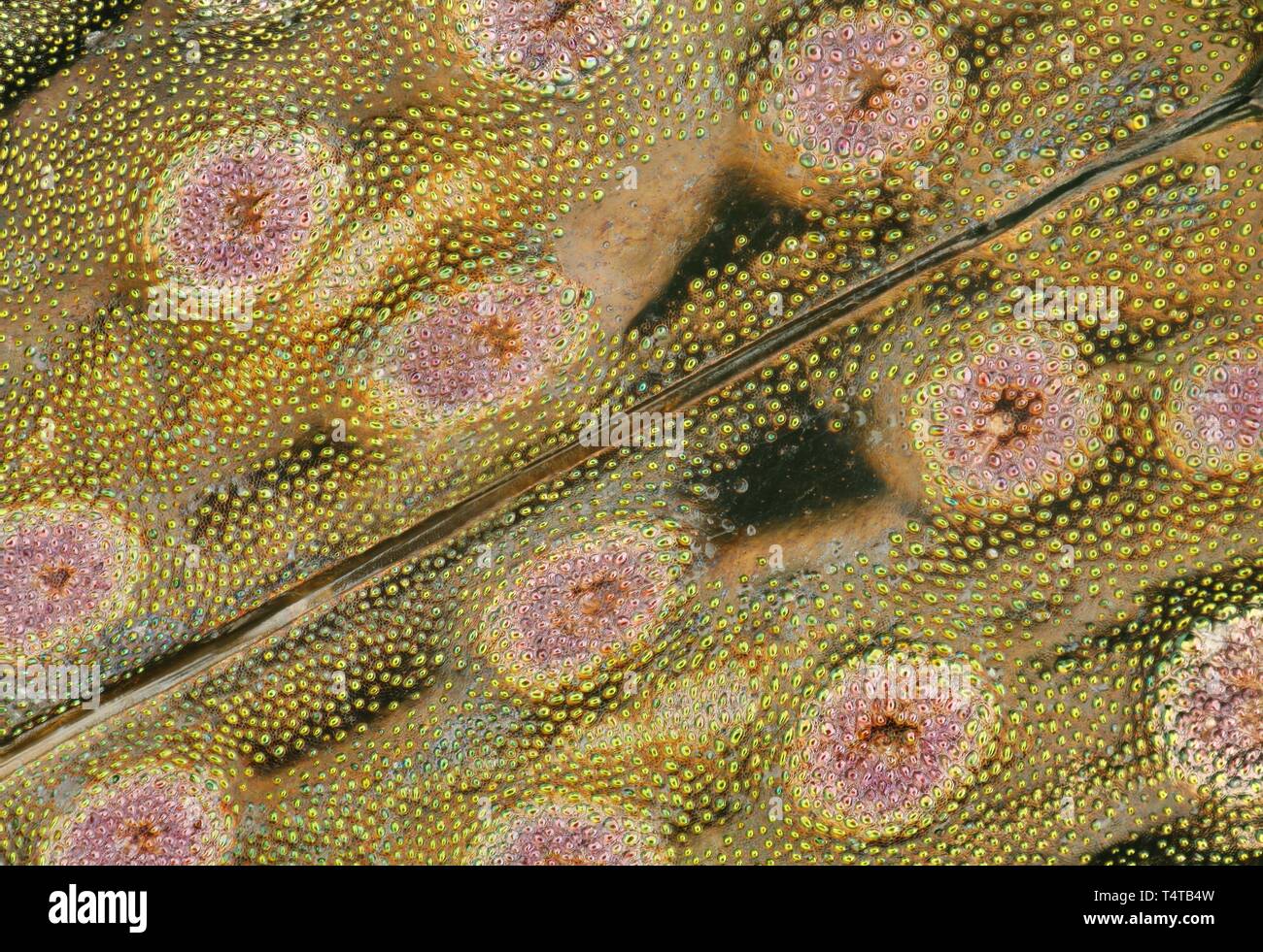 Haut de près de l'aile d'un insecte au sol (Elaphrus riparius) Banque D'Images