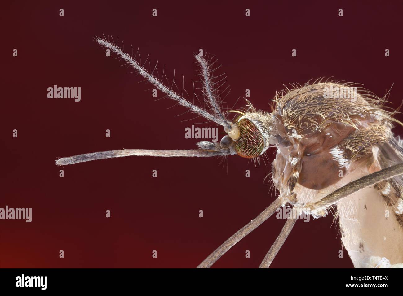 Vue latérale d'un moustique (Culex pipiens) avec proboscis tendue Banque D'Images