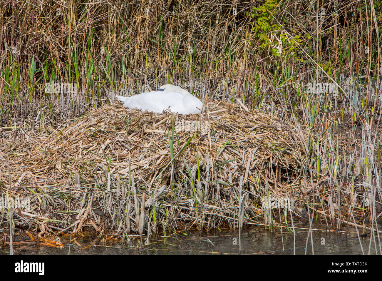 Un cygne assis sur son nid. Banque D'Images