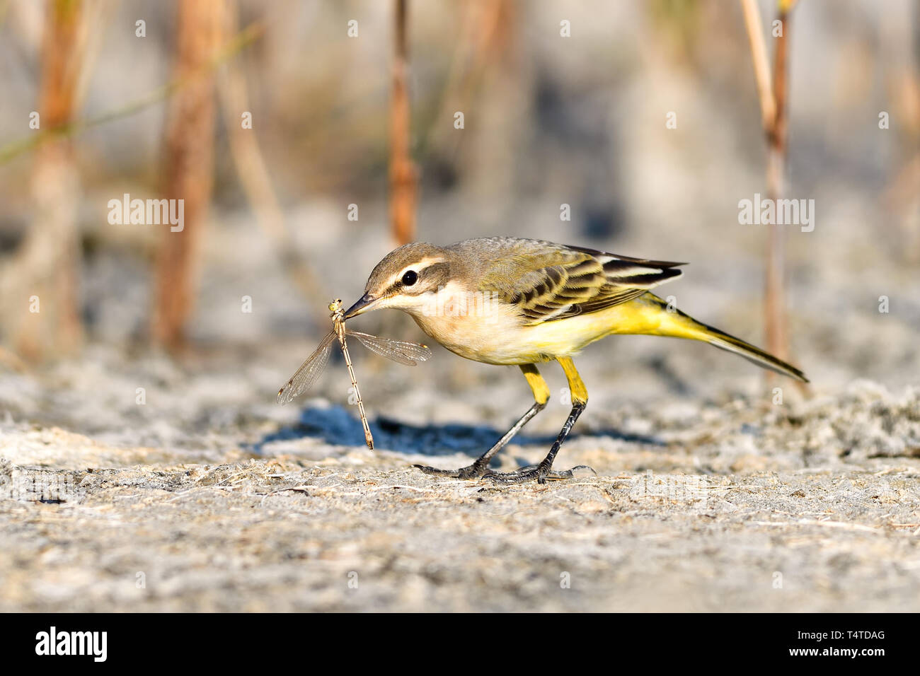 La bergeronnette printanière (Motacilla flava), un petit passereau debout sur un lac avec une libellule dans son bec Banque D'Images