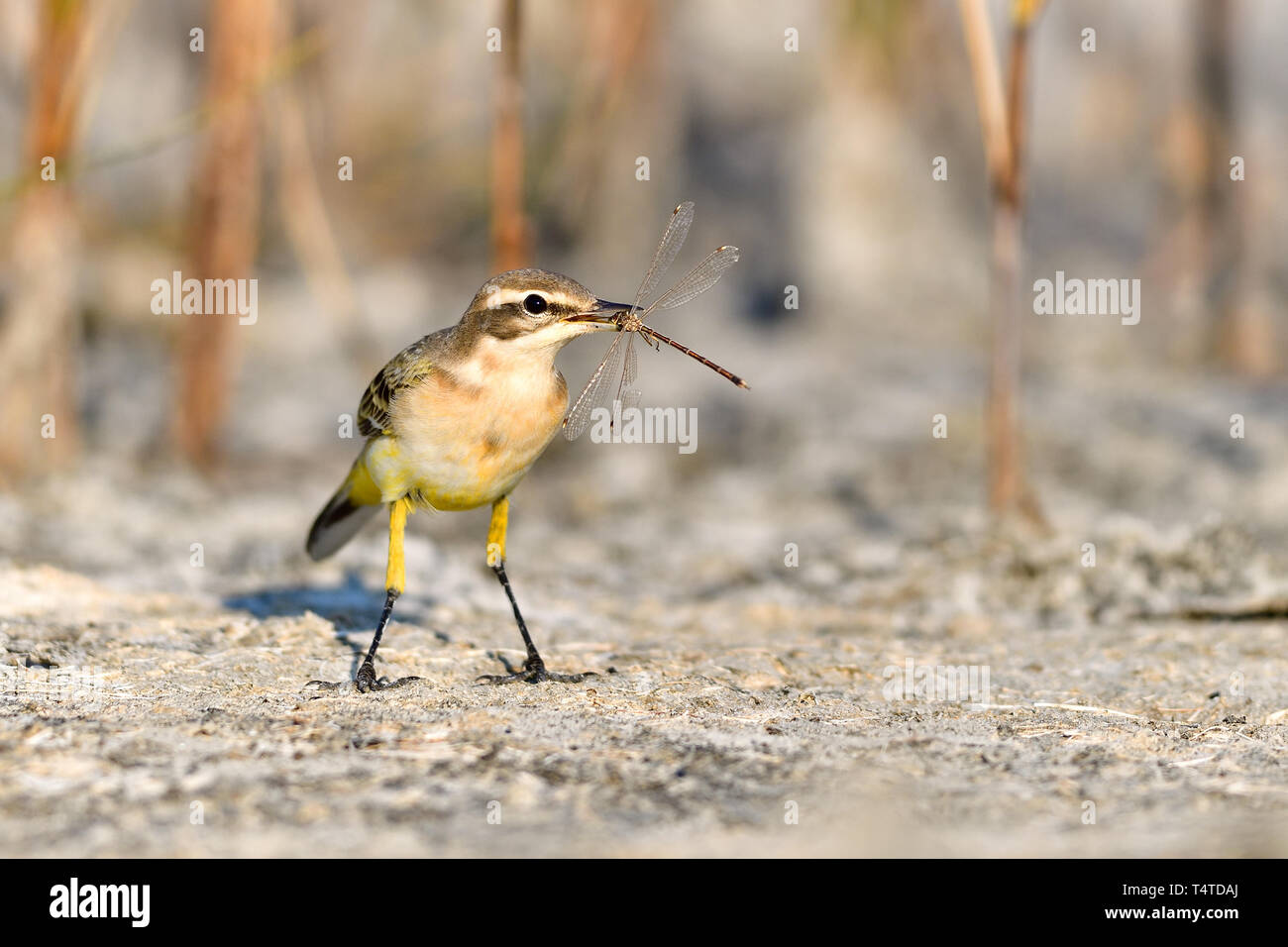 La bergeronnette printanière (Motacilla flava), un petit passereau debout sur un lac avec une libellule dans son bec Banque D'Images