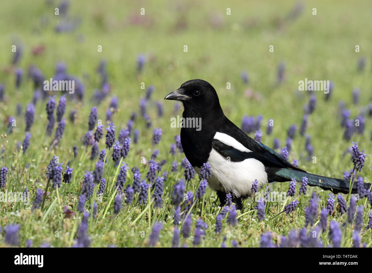 Pie noir et blanc, considéré comme l'un des plus intelligents des animaux, chez les muscaris violet Banque D'Images