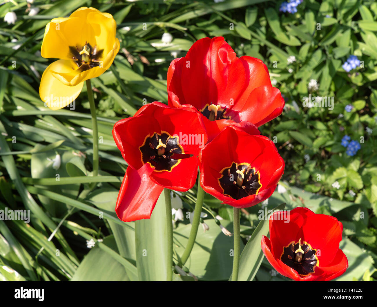 Gros plan de fleurs tulipes rouge vif Kingsblood dans un jardin de Cheshire England Royaume-Uni UK Banque D'Images