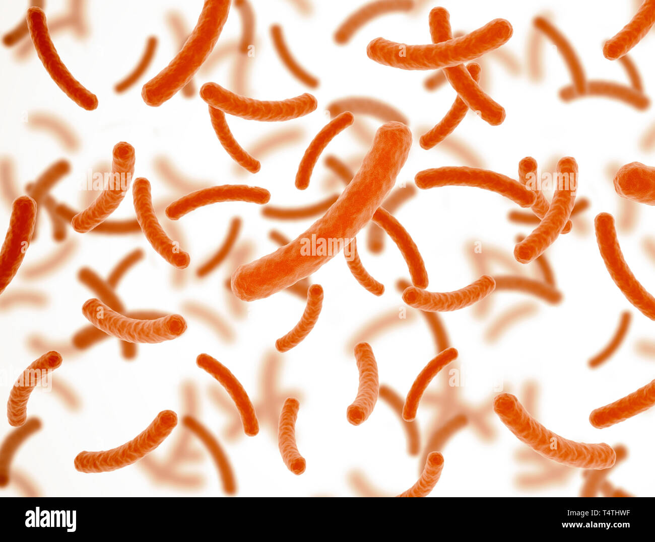 Les cellules des bactéries orange sur fond blanc avec la profondeur de champ Banque D'Images