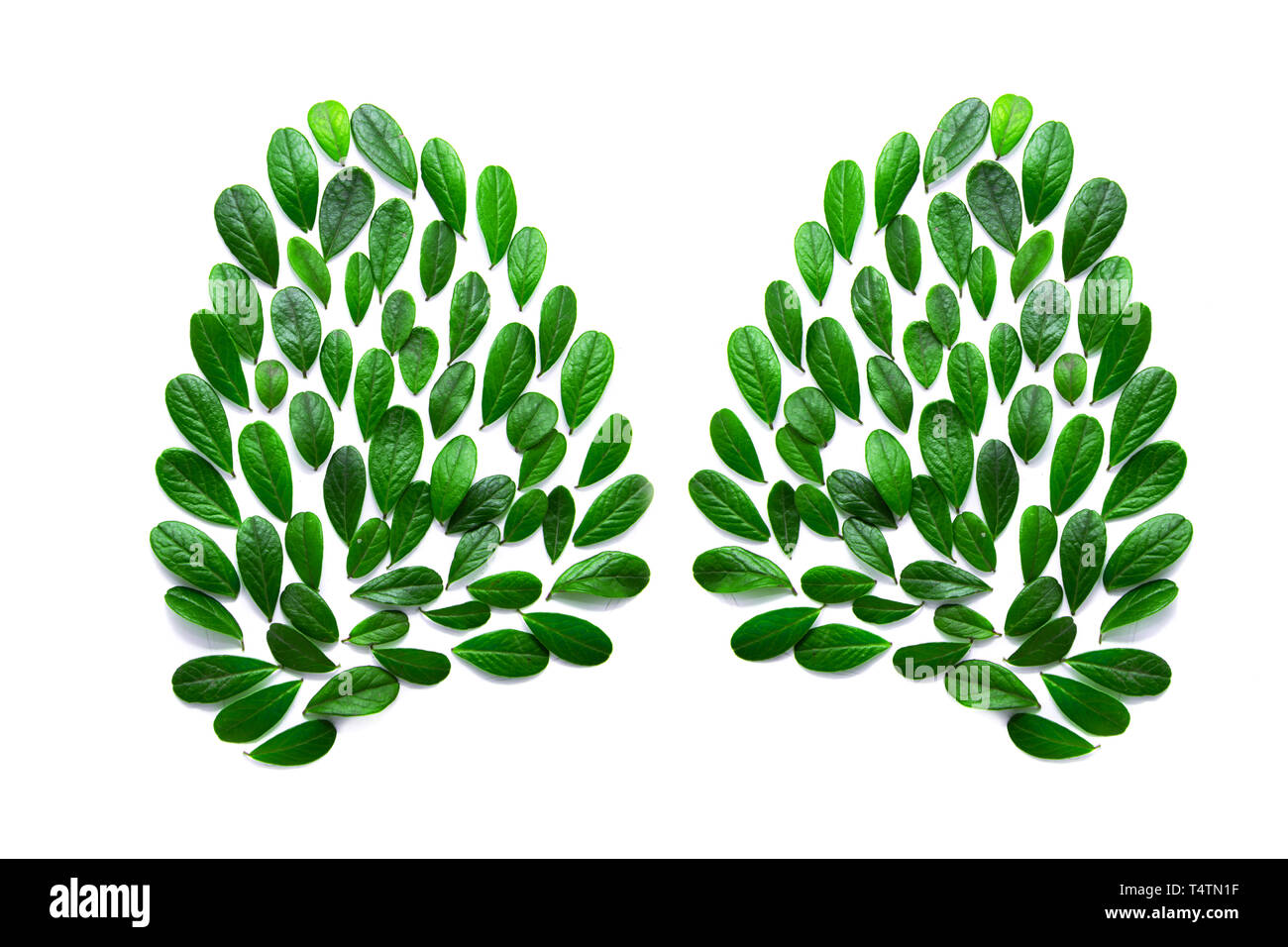 Image de poumons humains à partir de feuilles vertes. Isolé sur blanc. La notion de santé et l'environnement. Banque D'Images
