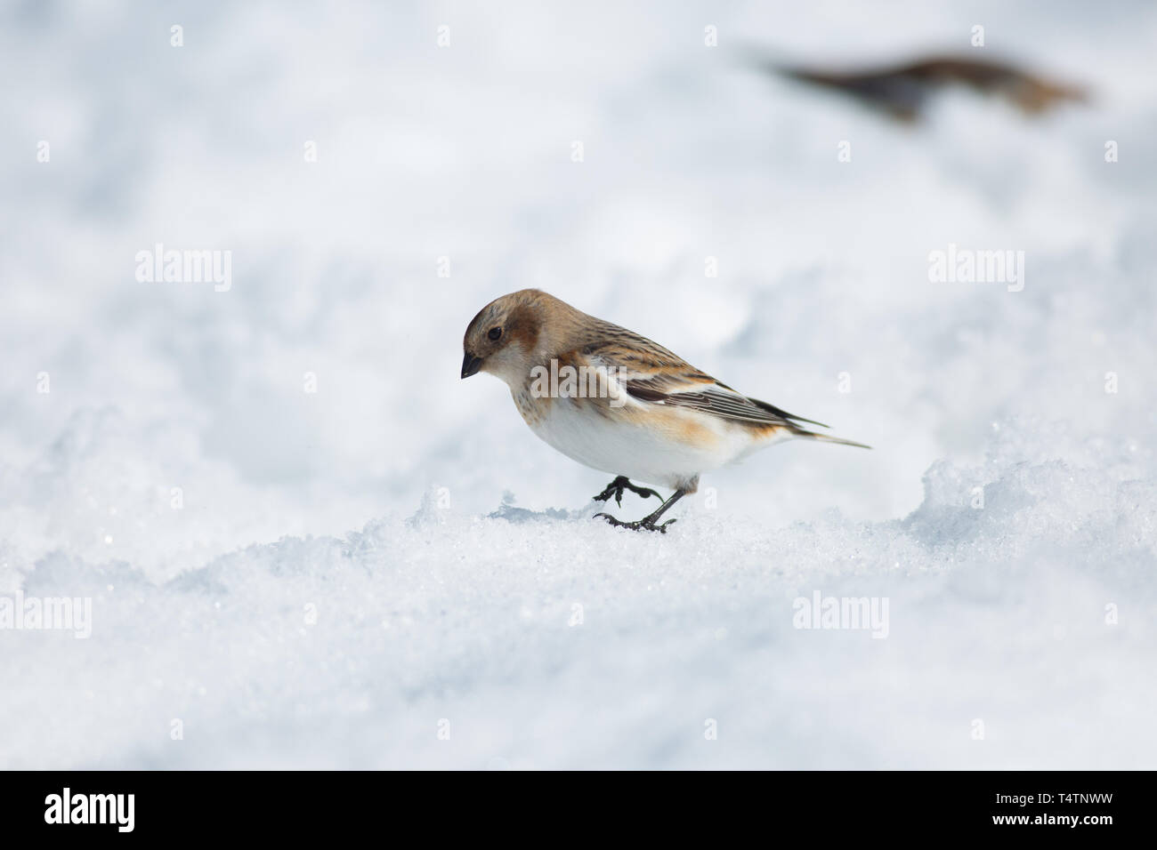 Bruant des neiges au Ben Nevis, un oiseau de l'Arctique qu'ils existent au sommet des montagnes en Ecosse Banque D'Images