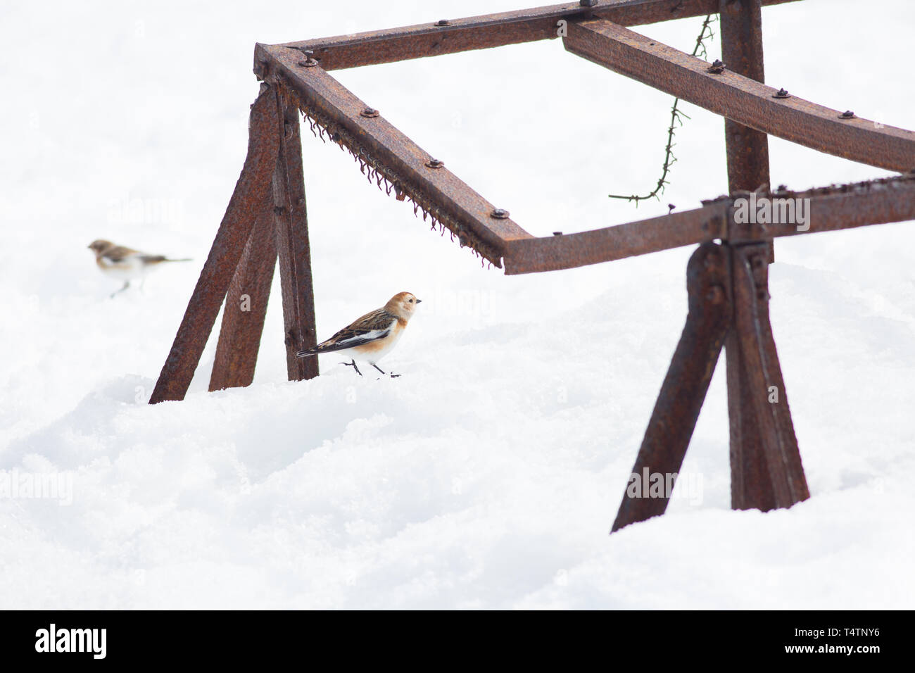 Une paire de Bruant des neiges au Ben Nevis, cette paire d'oiseaux de l'Arctique vu parmi les ruines de l'ancien observatoire. Banque D'Images