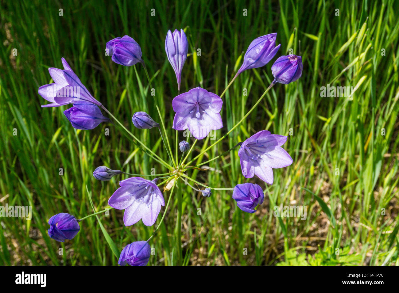 L'Épée Ithuriel (Triteleia laxa) dans la vallée de Capay California USA un scenic day trip from San Francisco Banque D'Images