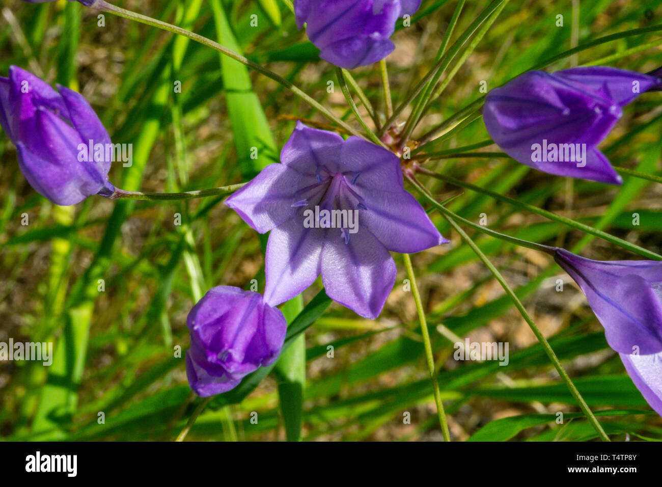L'Épée Ithuriel (Triteleia laxa) dans la vallée de Capay California USA un scenic day trip from San Francisco Banque D'Images