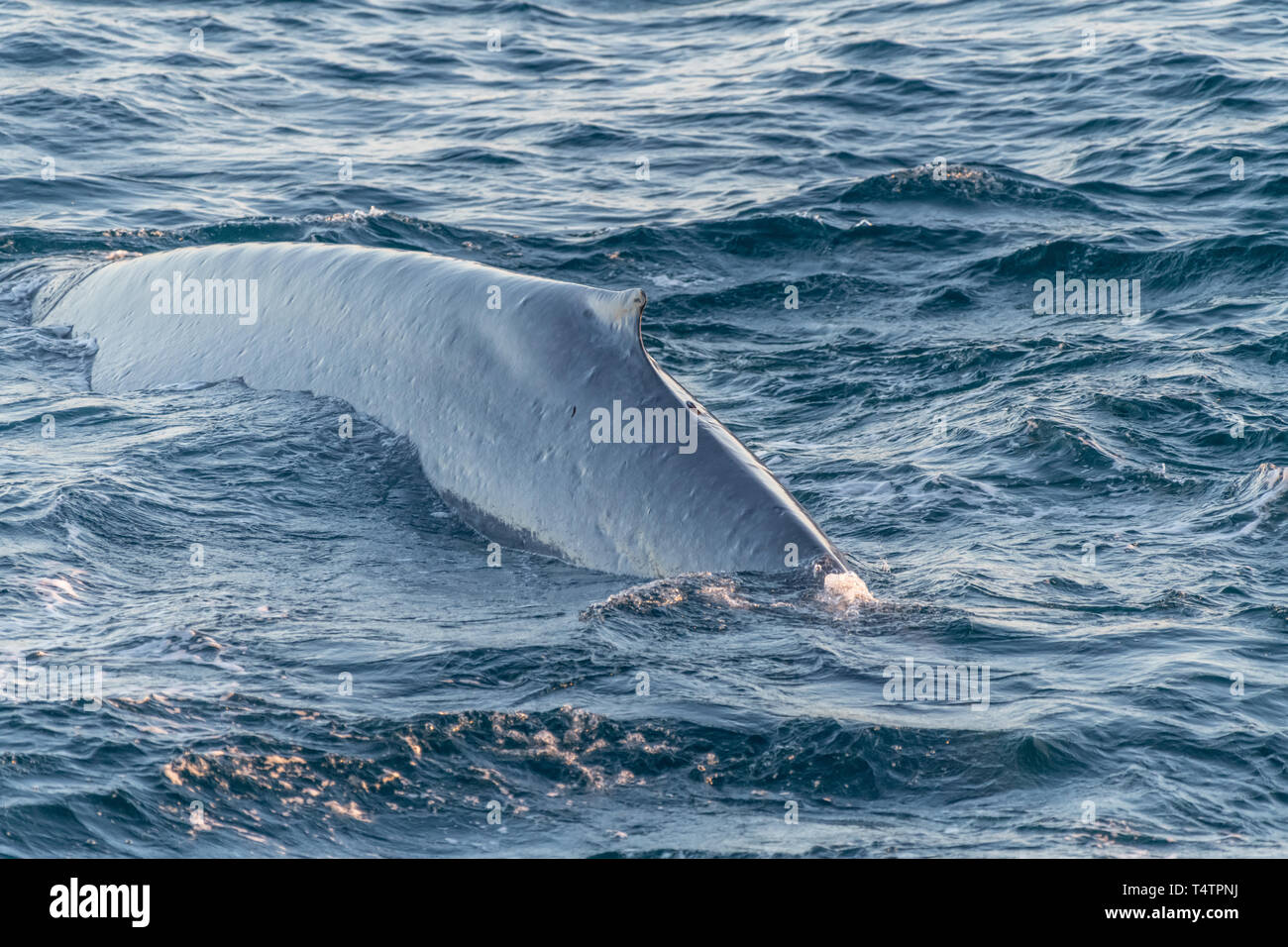 Rorqual bleu (Balaenoptera musculus) sur la surface au large de la côte de Baja California. Banque D'Images