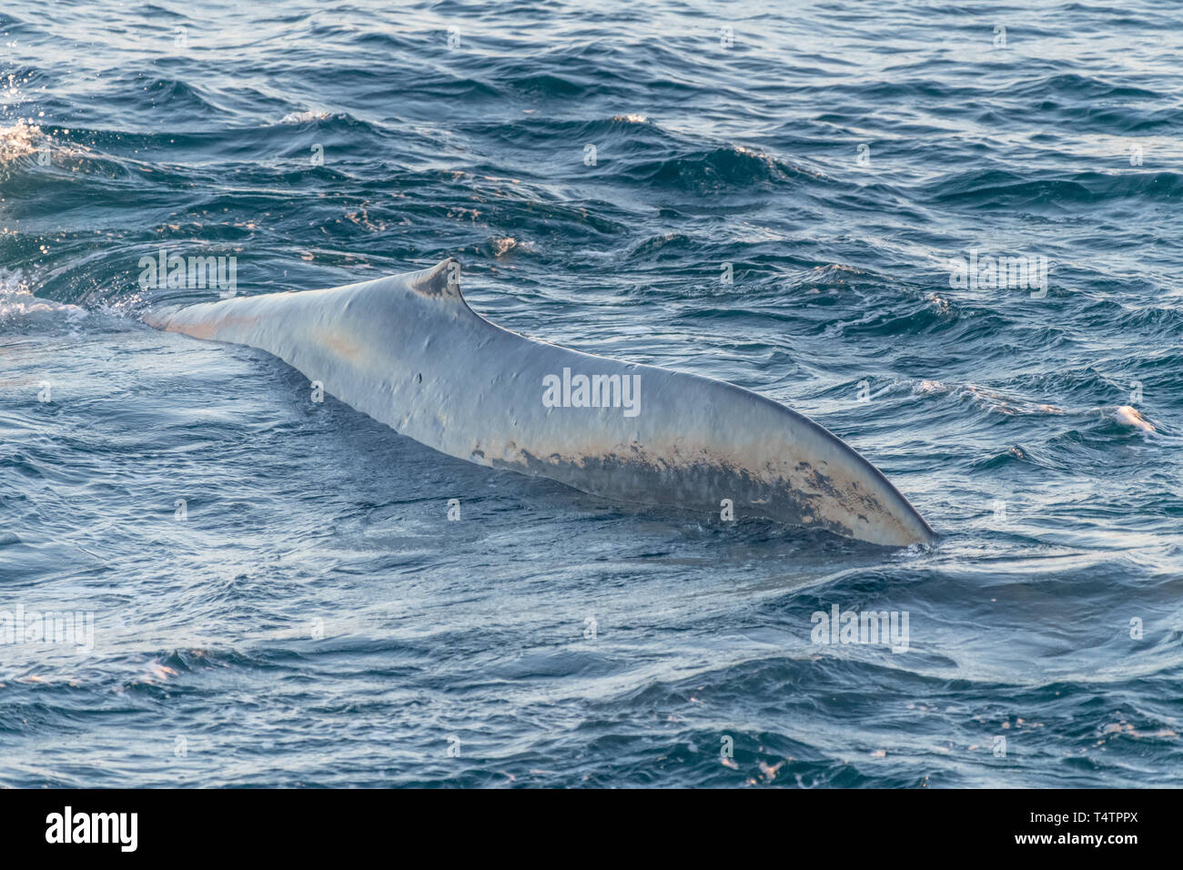Rorqual bleu (Balaenoptera musculus) sur la surface au large de la côte de Baja California. Banque D'Images