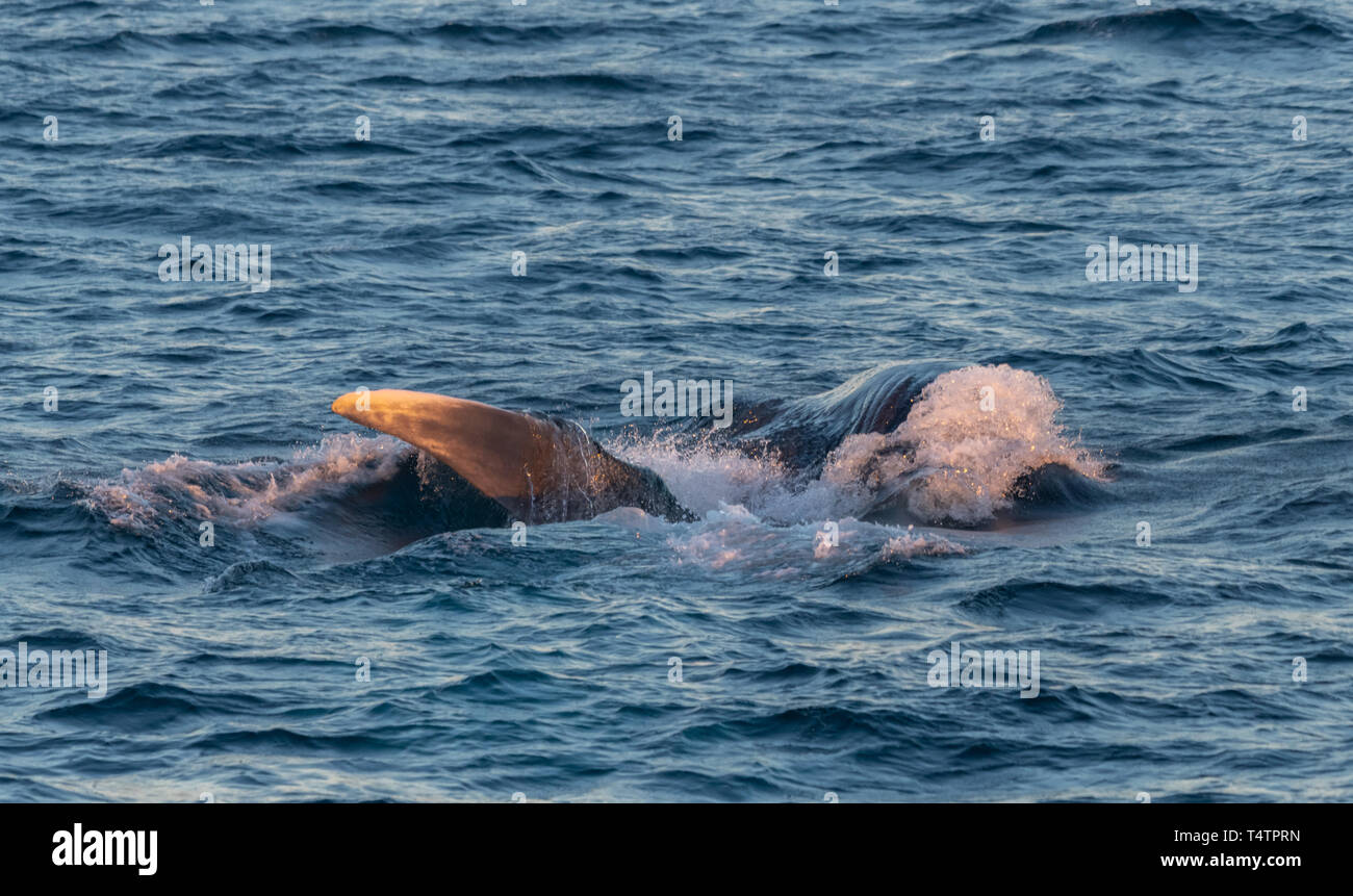 Une baleine bleue sur une jambe à l'alimentation par une baleine bleue de la nageoire pectorale et la gorge plis visibles au-dessus de la surface. Banque D'Images