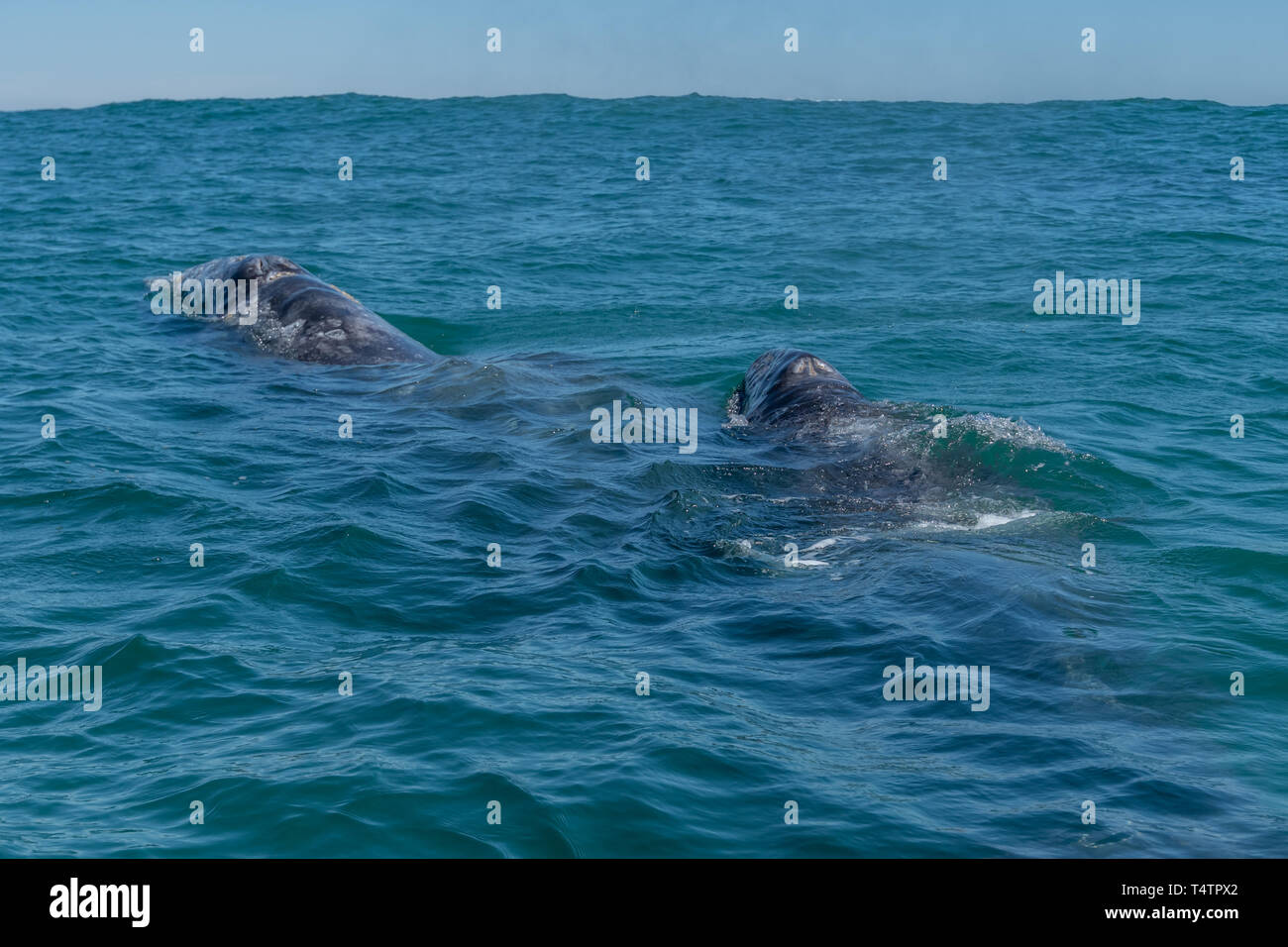 La baleine grise (Eschrichtius robustus) mère et son petit sur la surface au large de la côte de Baja California, au Mexique. Banque D'Images