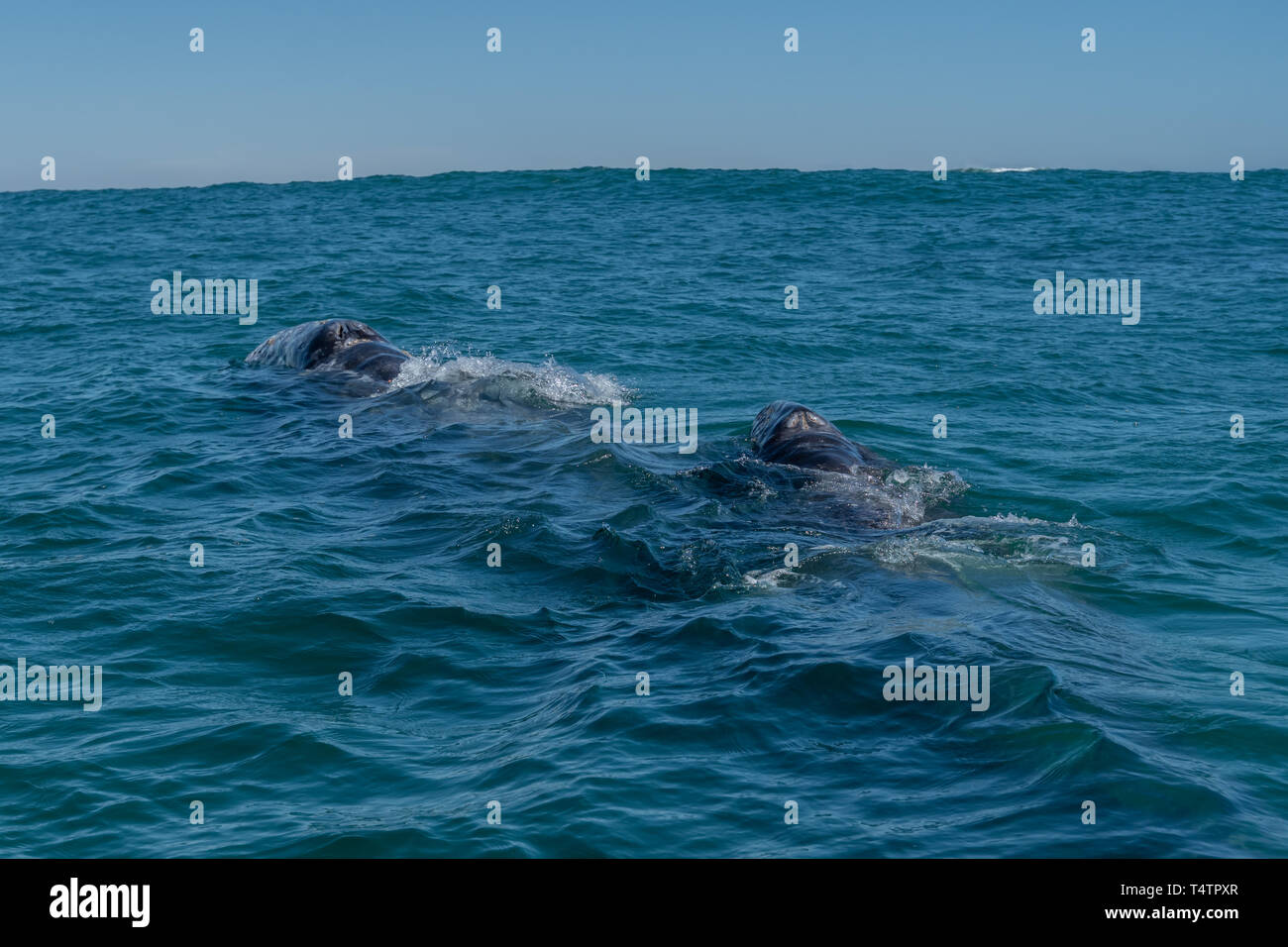 La baleine grise (Eschrichtius robustus) mère et son petit sur la surface au large de la côte de Baja California, au Mexique. Banque D'Images