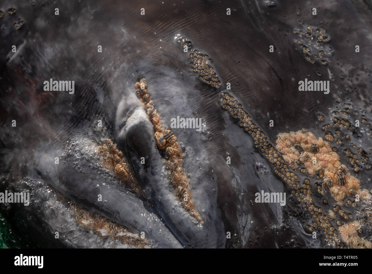 La baleine grise (Eschrichtius robustus) souffler le trou (narines) avec les poux de baleine et parasitaires les balanes sur la surface au large de la côte de Baja California, Mexique Banque D'Images