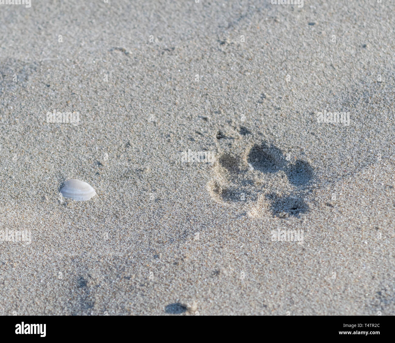 Le Coyote (Canis latrans) pistes dans le sable sur la plage en Basse Californie, au Mexique. Banque D'Images Le Coyote (Canis latrans) pistes dans le sable sur la plage en Basse Californie, au Mexique. Banque D'Images