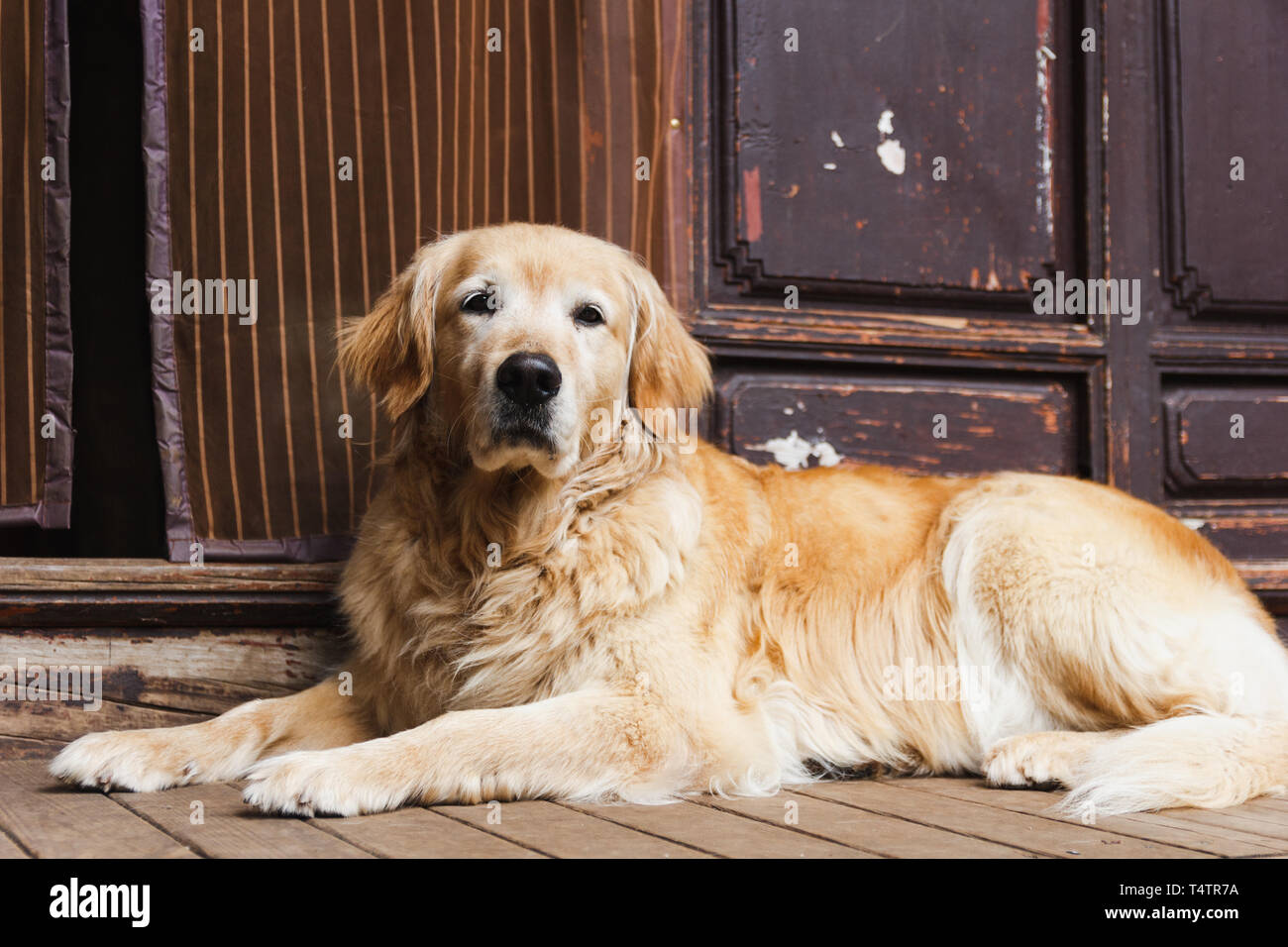 Golden Retriever dog guards home Banque D'Images