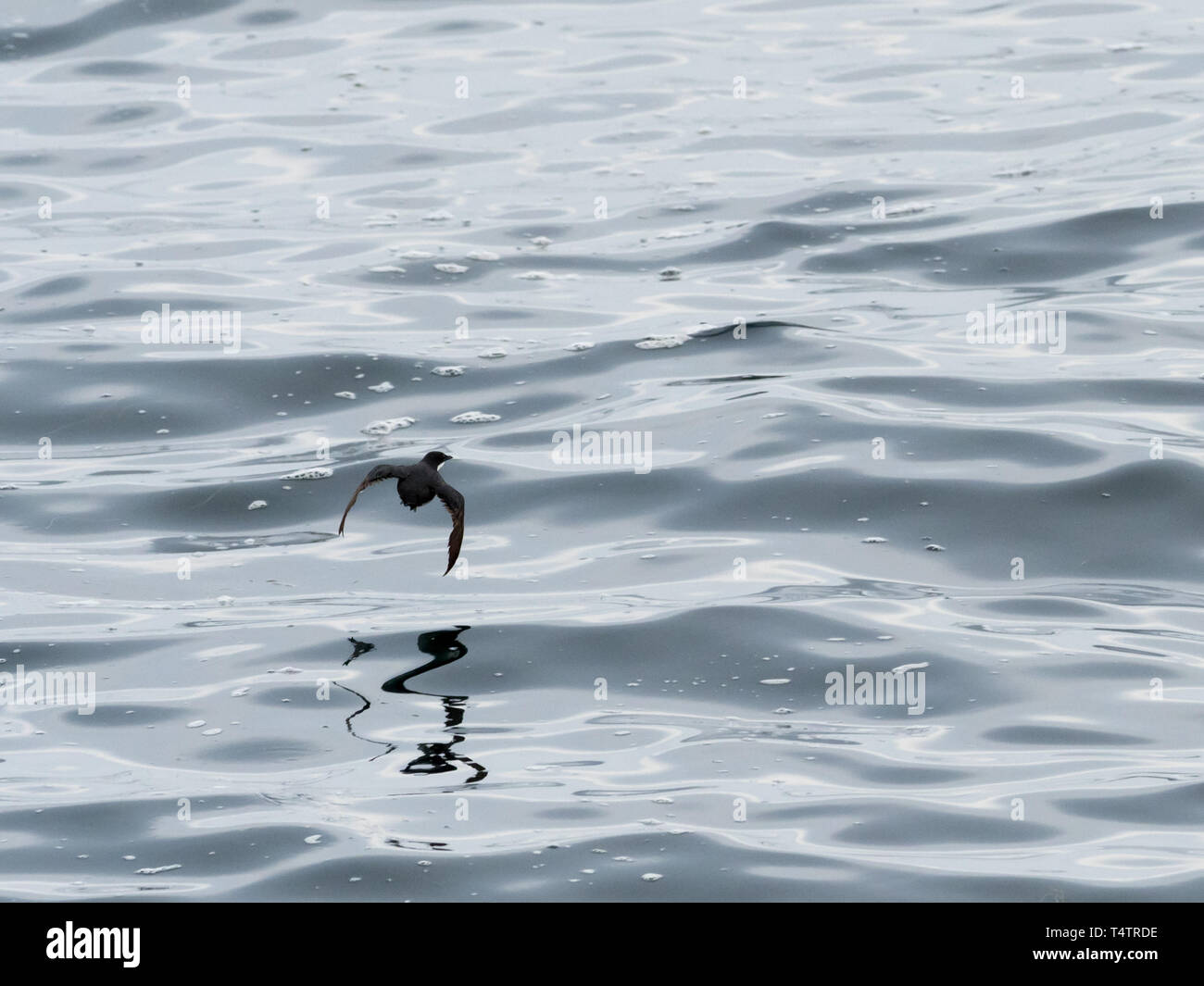 Un Guillemot de Craveri, Synthliboramphus craveri, Ecornet souffler sur l'océan au large de la Basse Californie, Mexique Banque D'Images