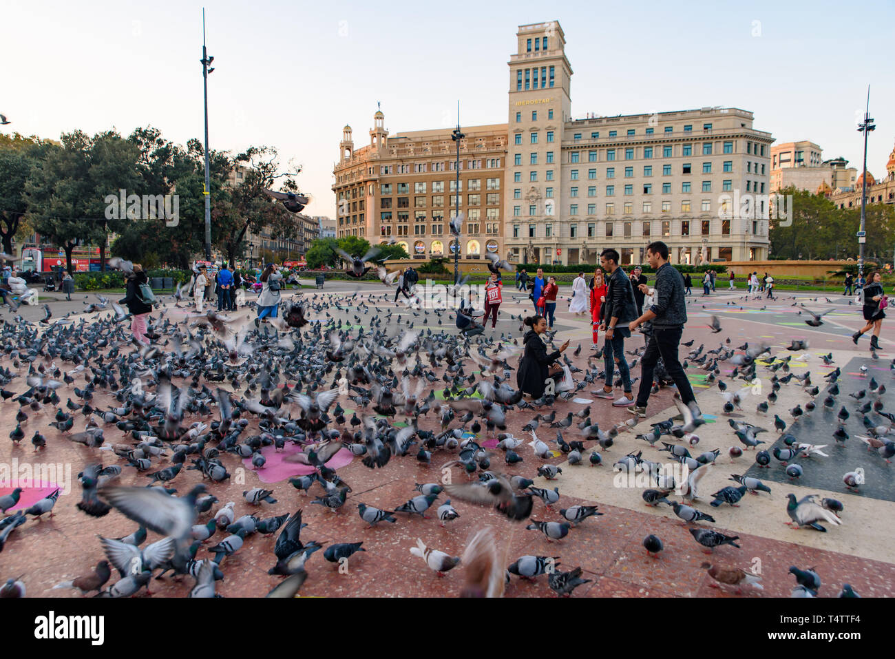 Pigeons sur la Place de Catalogne (Plaça de Catalunya) dans le centre de Barcelone, Espagne Banque D'Images