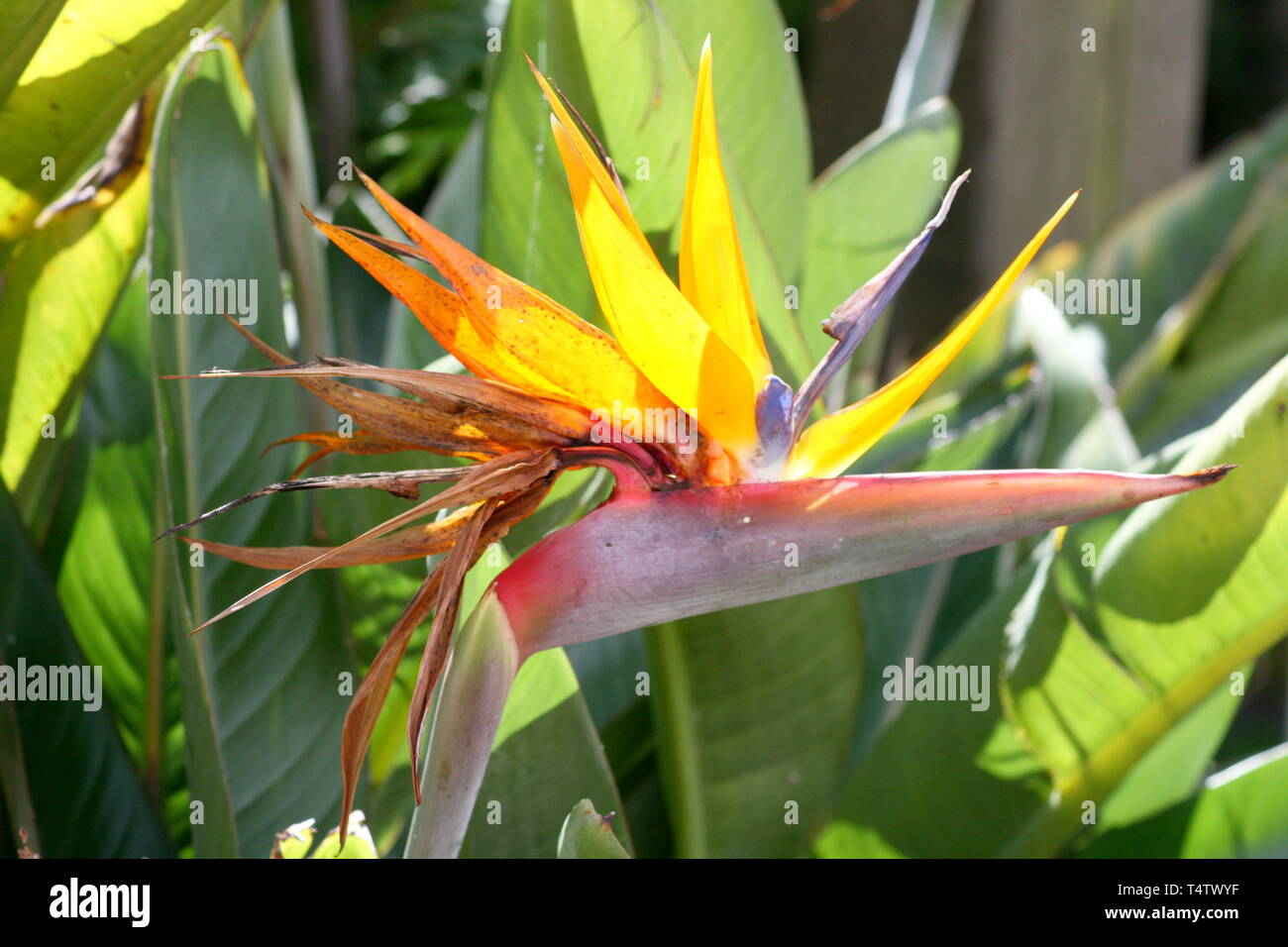 Un bel oiseau de paradis (Strelitzia reginae) fleurs Banque D'Images