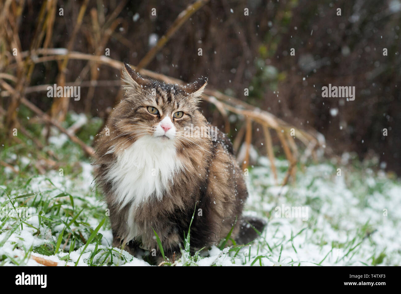 Chat norvégien belle piscine. Il neige et il semble très à l'aise assis sur la neige. Il a les yeux verts et nez rose Banque D'Images