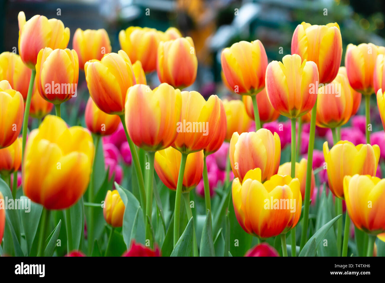 Tulip flowers in garden . Couleur orange et rose . Banque D'Images