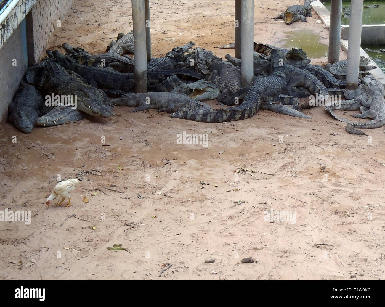 Une photo d'une ferme de crocodile au Cambodge Banque D'Images