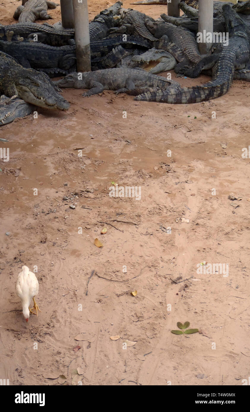 Une photo d'une ferme de crocodile au Cambodge Banque D'Images