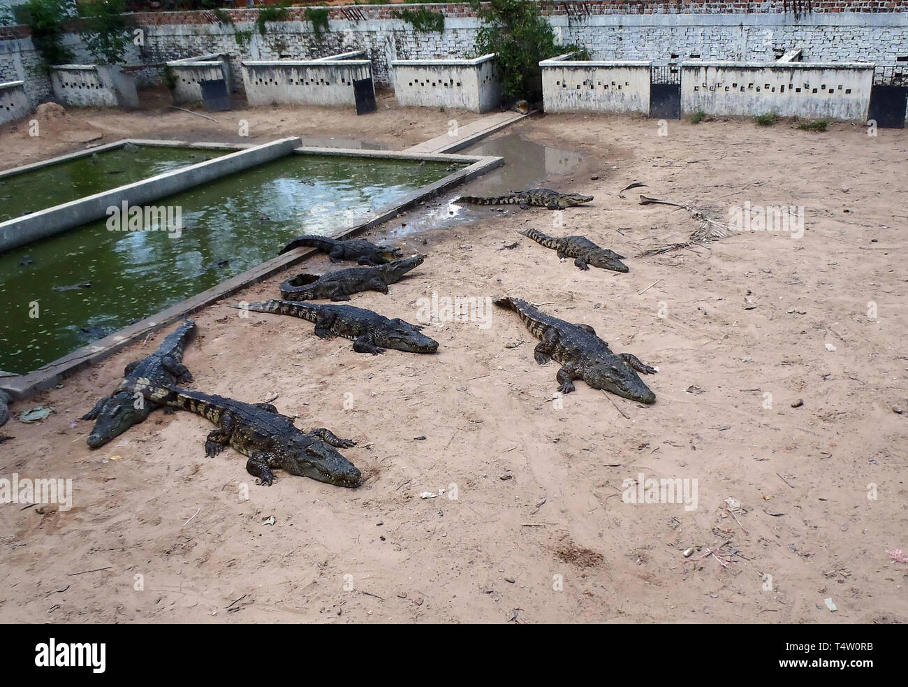 Une photo d'une ferme de crocodile au Cambodge Banque D'Images