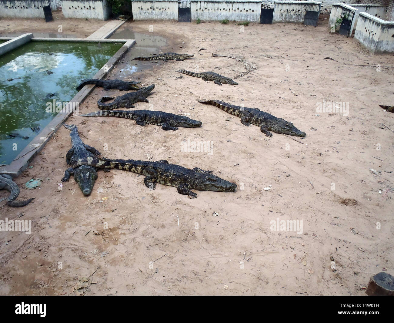Une photo d'une ferme de crocodile au Cambodge Banque D'Images