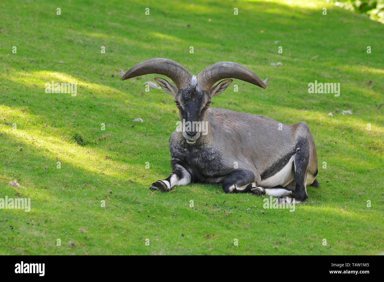 Himalayan blue sheep, Blauschaf bharal Pseudois nayaur,,, nahur, juh hôtel kék Banque D'Images