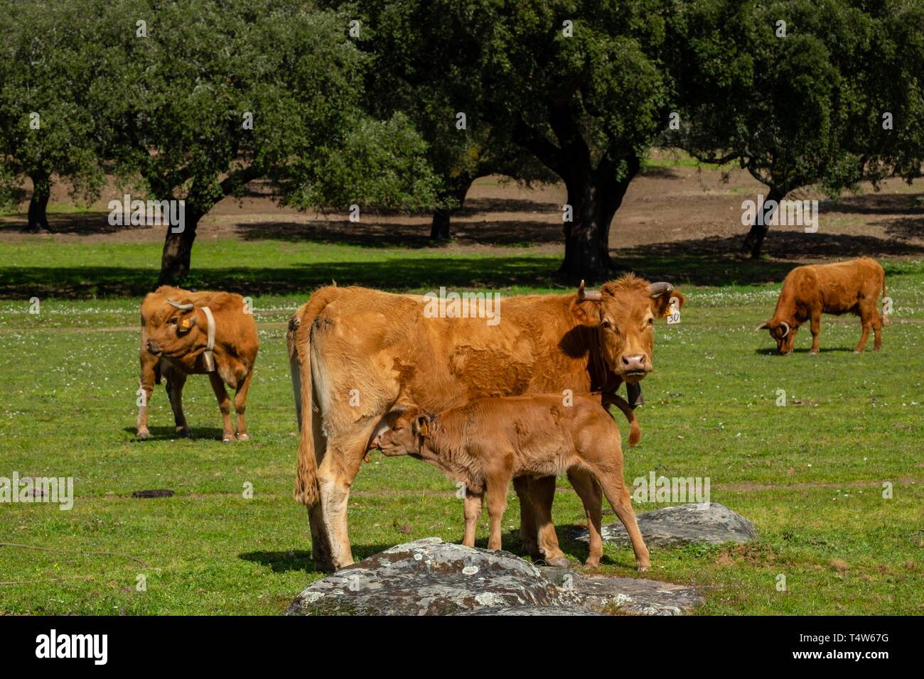 Pastando ganado vacuno cerca de Evora, Alentejo, Portugal. Banque D'Images