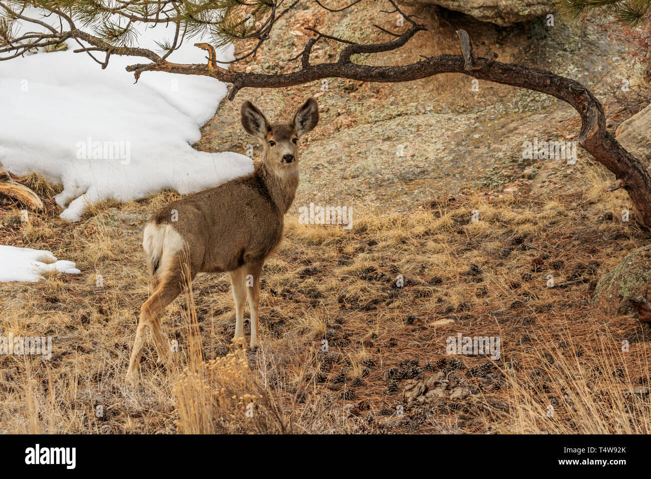 Le Cerf mulet (Odocoileus hemionus) dans la neige Banque D'Images