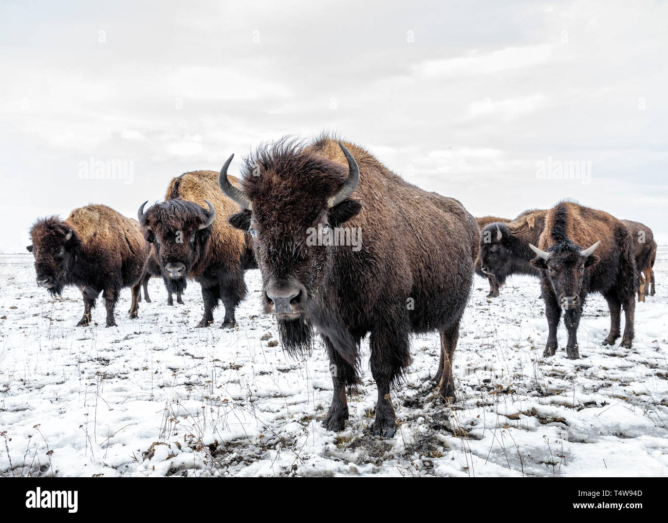 Le bison des plaines (Bison bison bison) ou American Buffalo, en hiver, au Manitoba, Canada. Banque D'Images