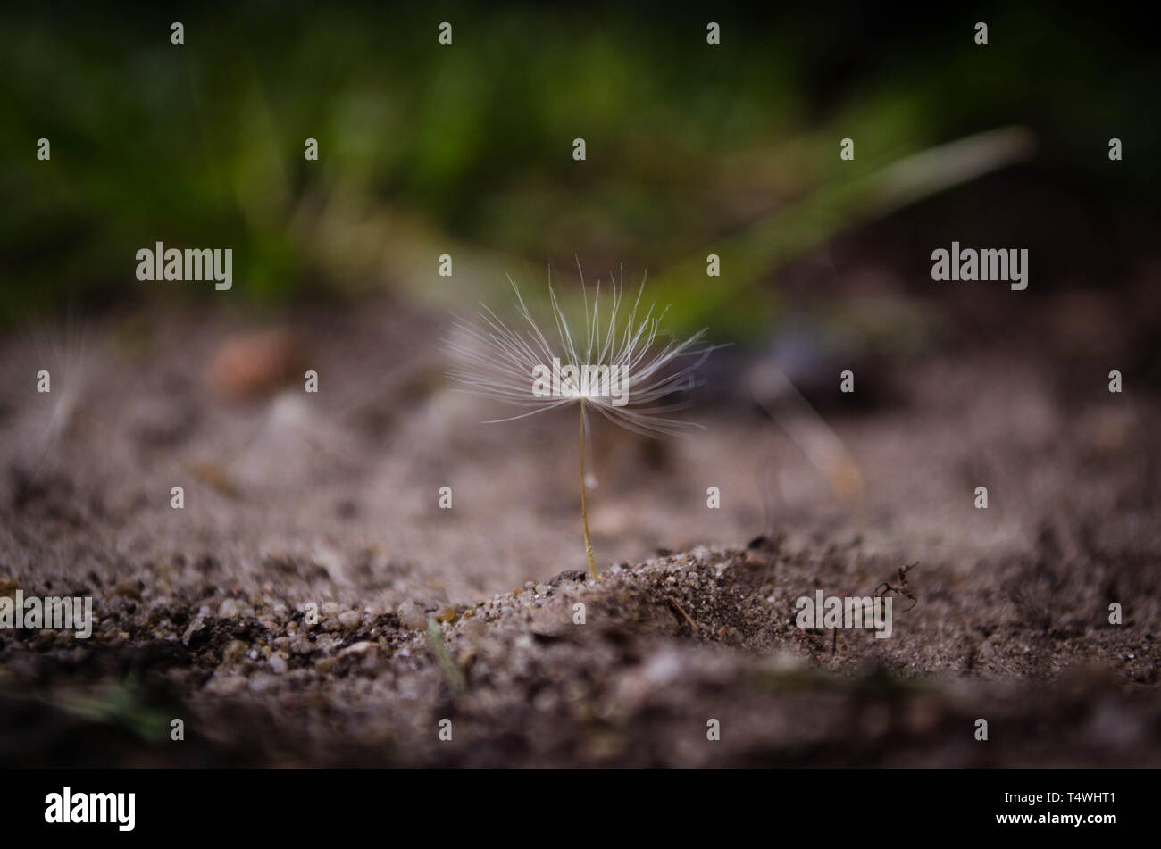 Pusteblume Banque D'Images